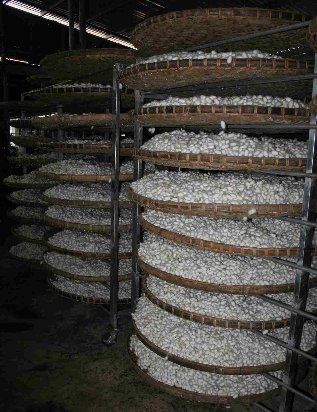 Schemes for Sericulture Development (Subsides, Loans)