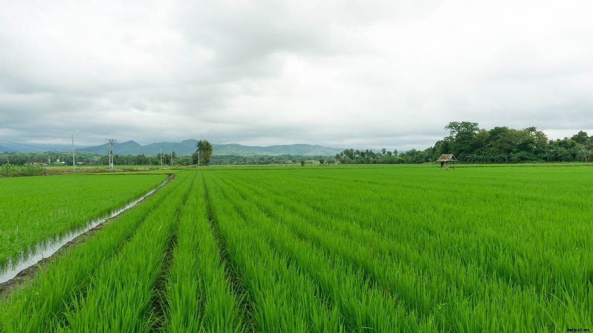 Lift Irrigation Farming in India, Importance of Lift Irrigation