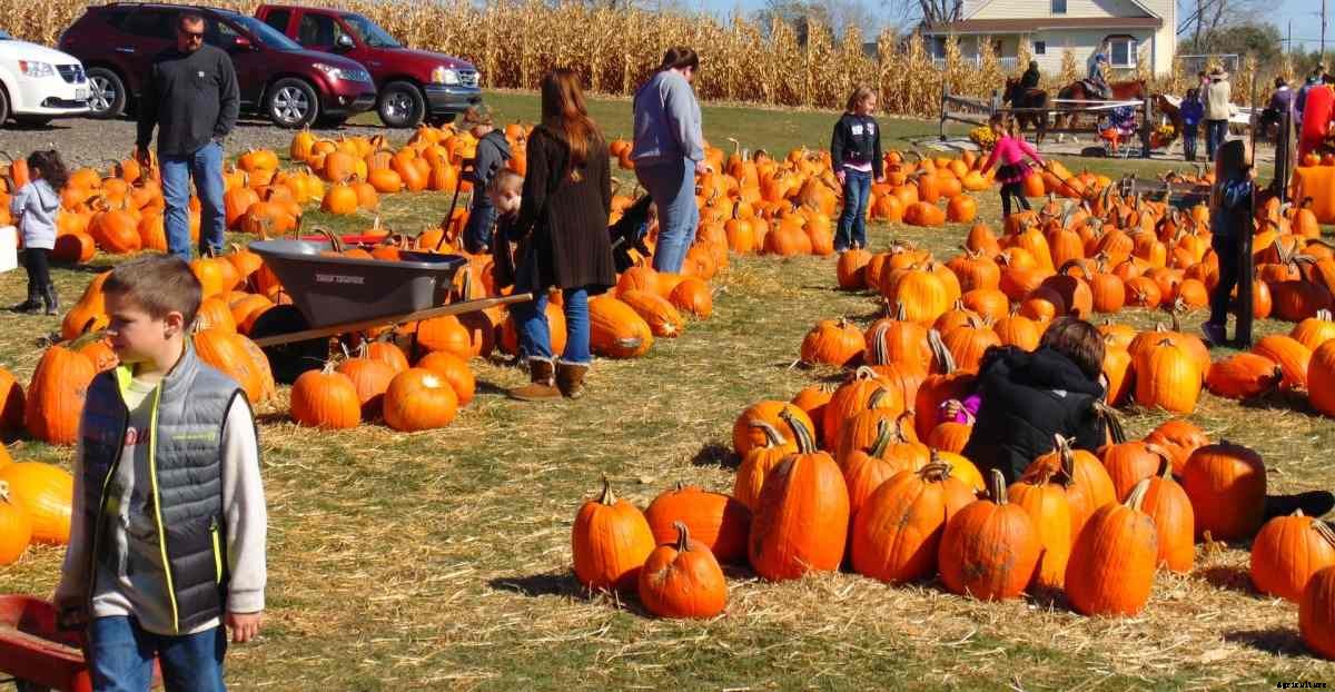 Cooperative Farming; Features of Cooperative Farming