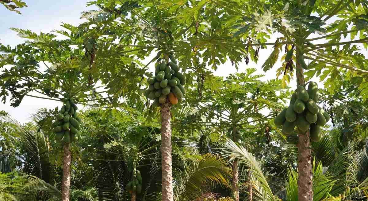 Horticultural Practices in February in India – A Full Guide