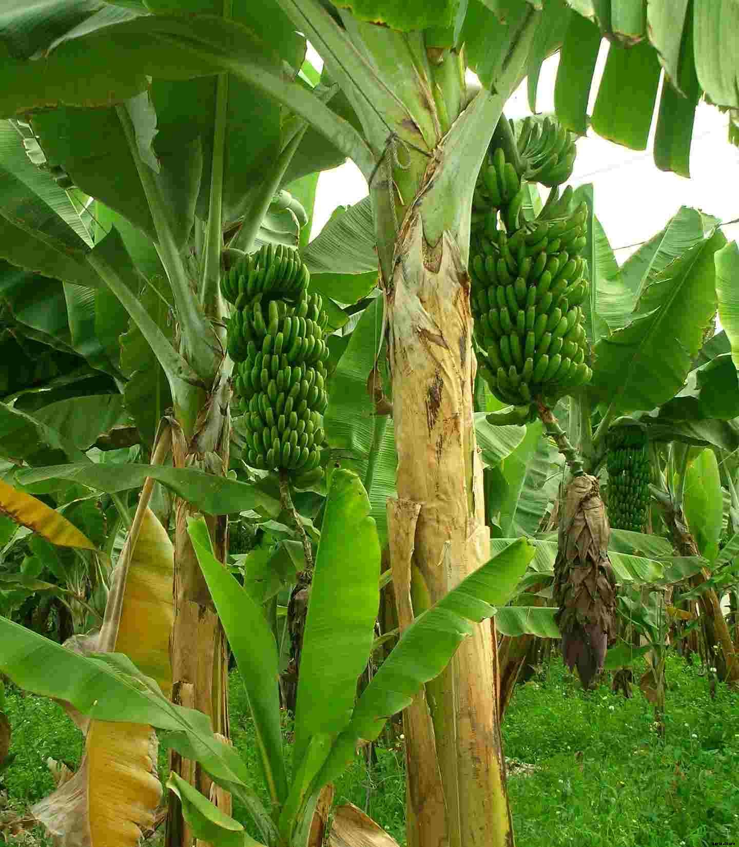 Horticulture Cultivation Practices in Summer