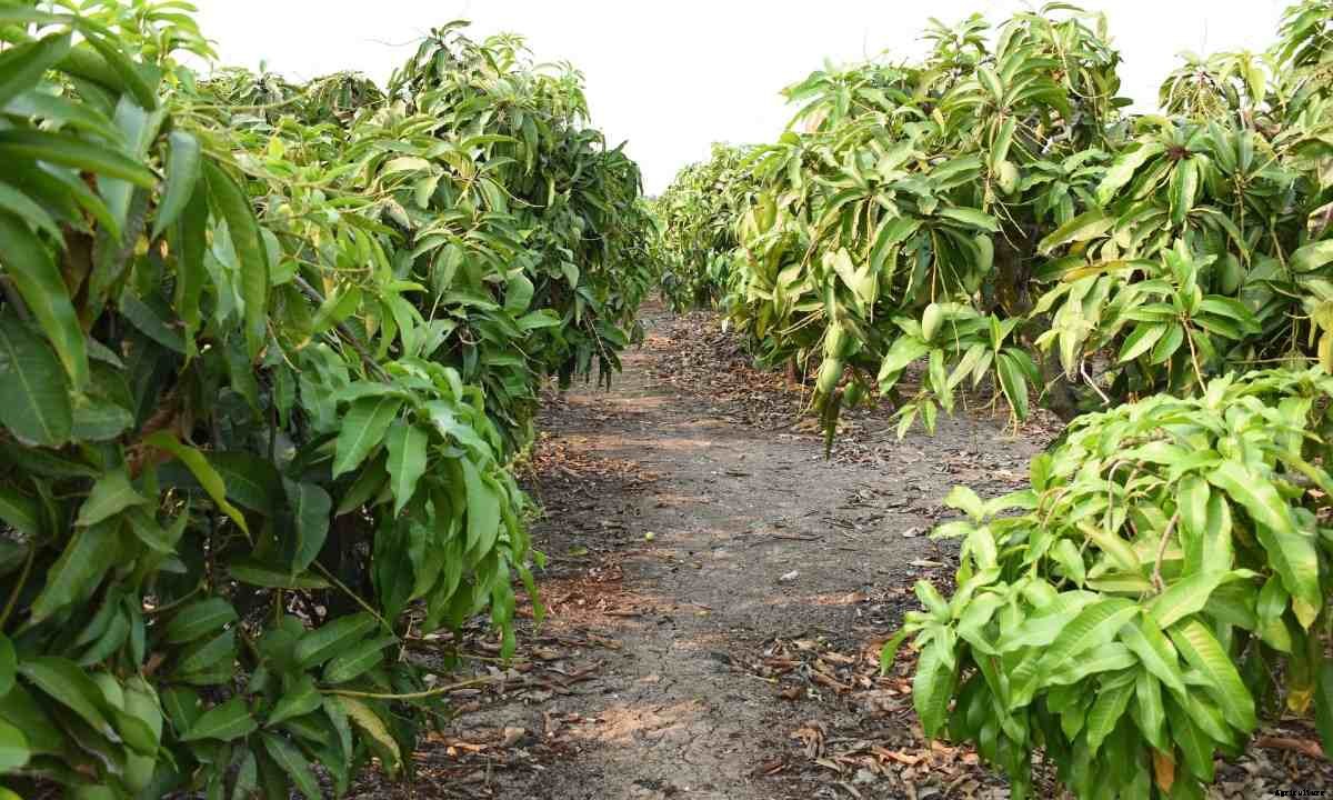 Horticulture Cultivation Practices in Summer