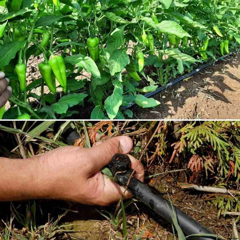 Drip Irrigation Cost per Acre in India – A Full Guide