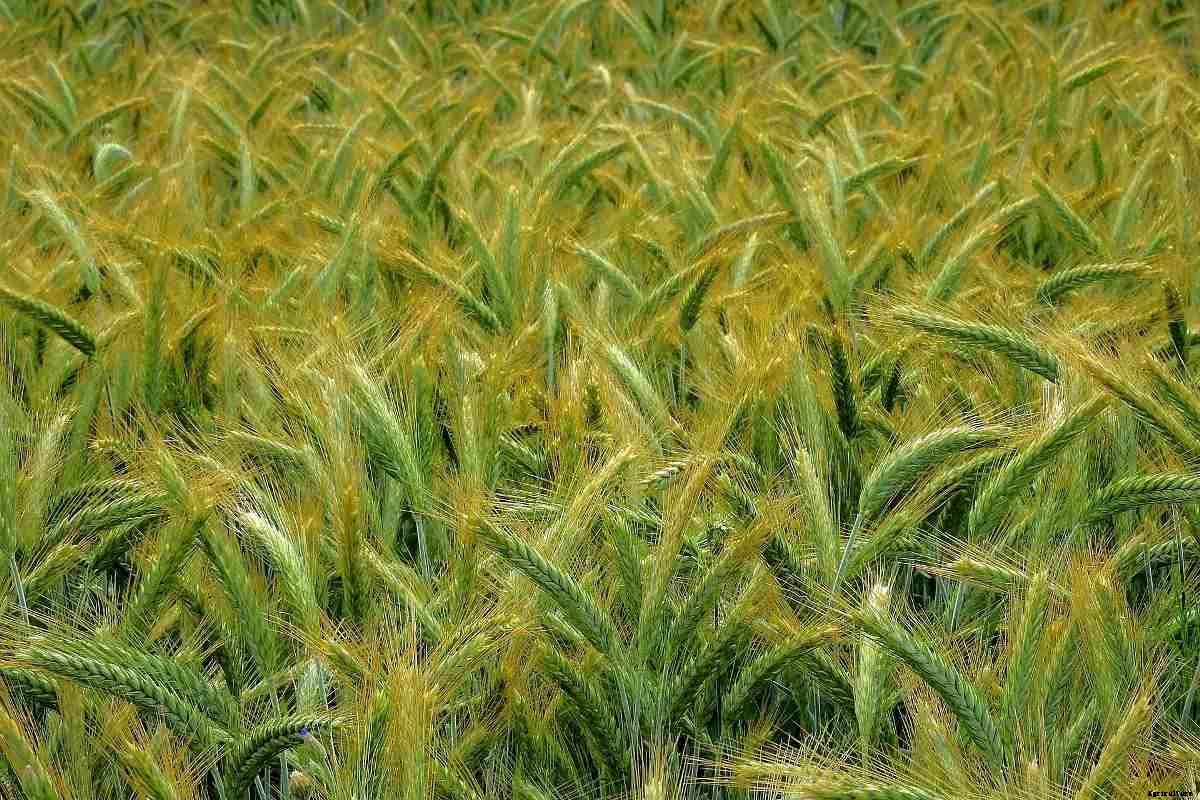 Agri Farming Business Plan – A Beginners Guide