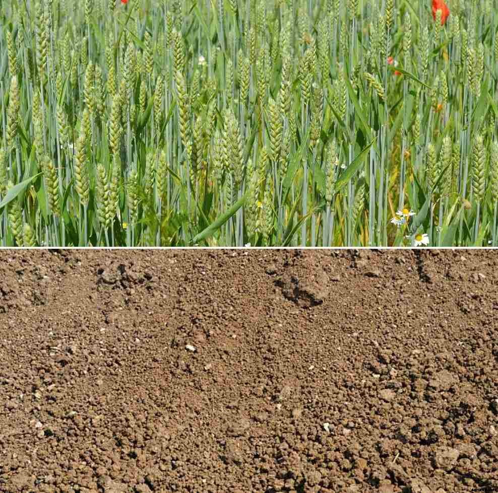 Crops Suitable for Silt Soil and Properties of Slit Soil