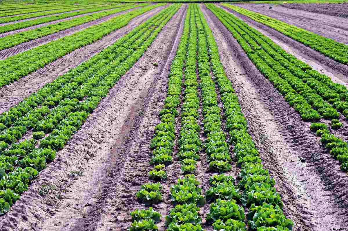 Crops Suitable for Loam Soil – A Full Guide