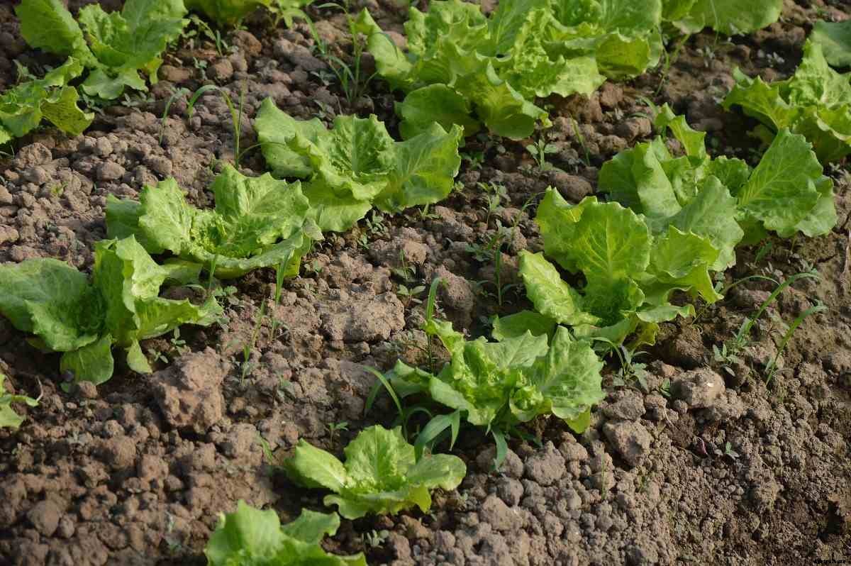 Crops Suitable for Loam Soil – A Full Guide
