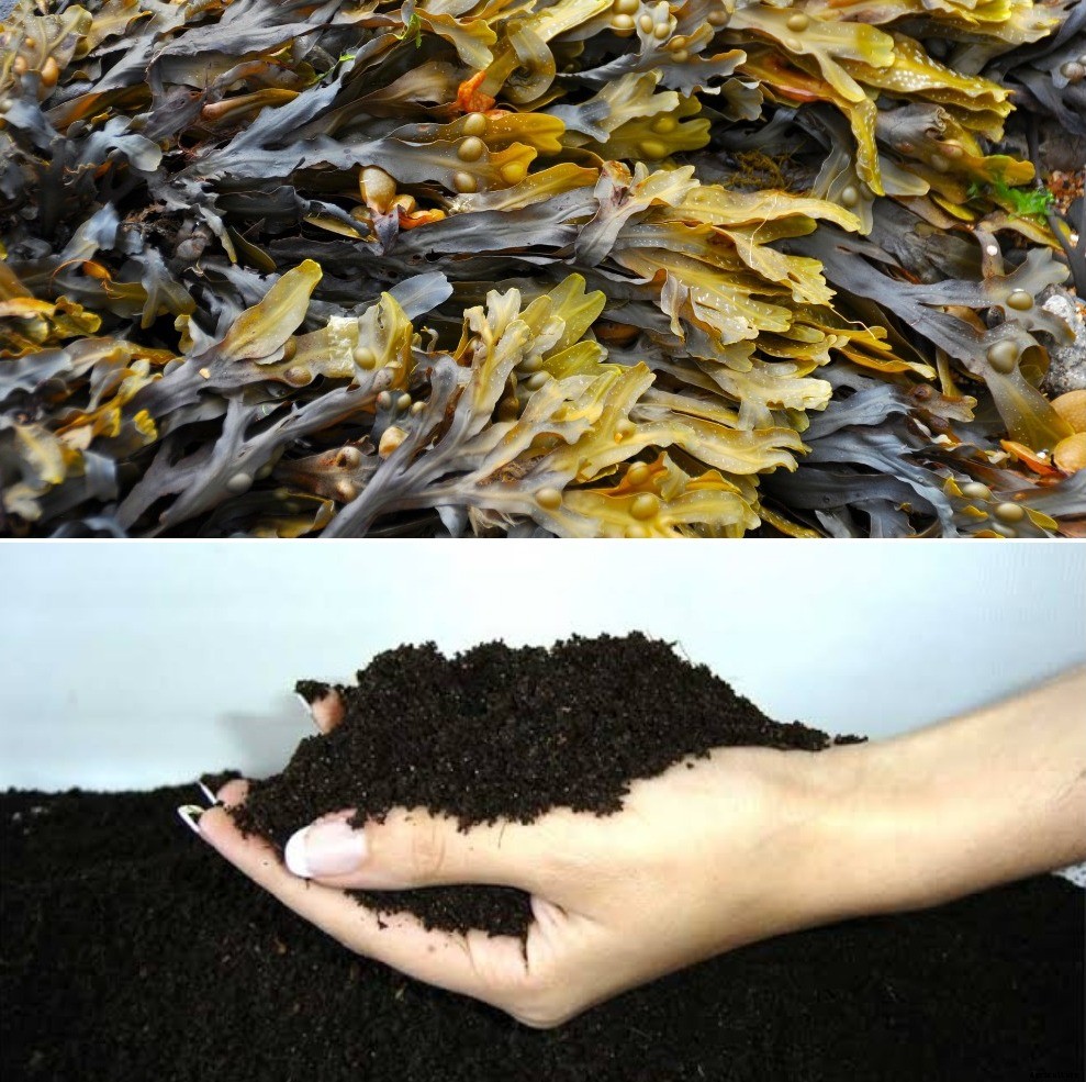 How to Make Seaweed Fertilizer, Benefits