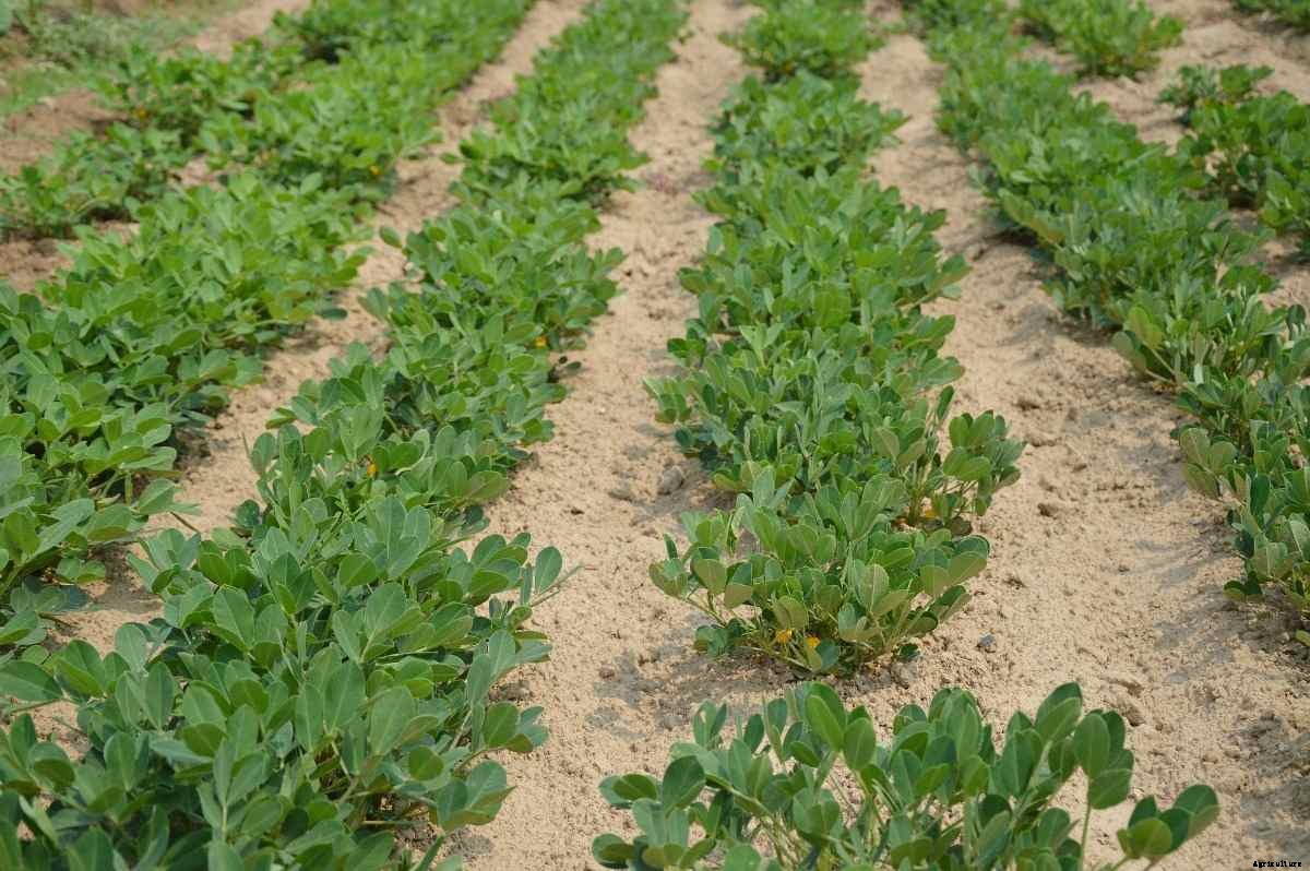 Crops Suitable for Sandy Soil – A Full Guide
