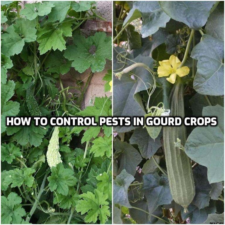 Integrated Pest Management in Gourds (Cucurbits)