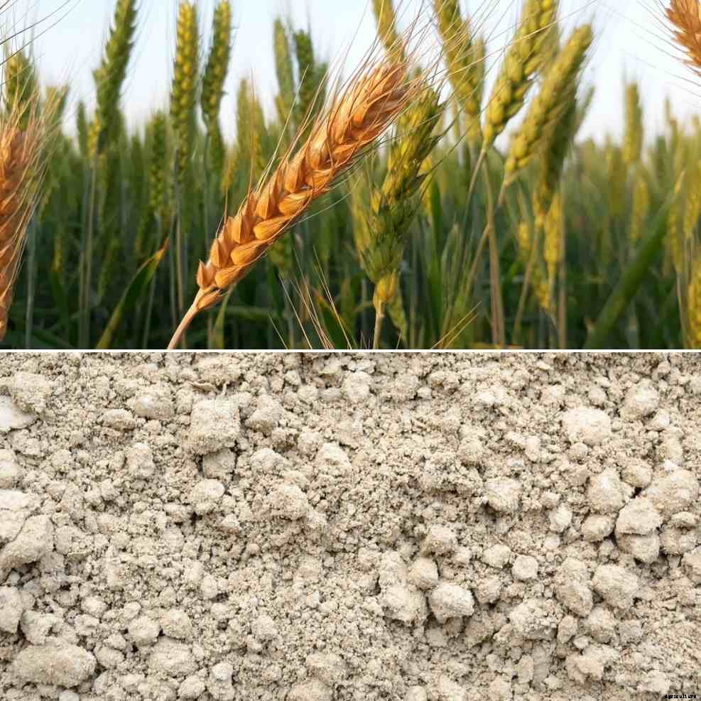 Crops Suitable for Alluvial Soil – A Full Guide
