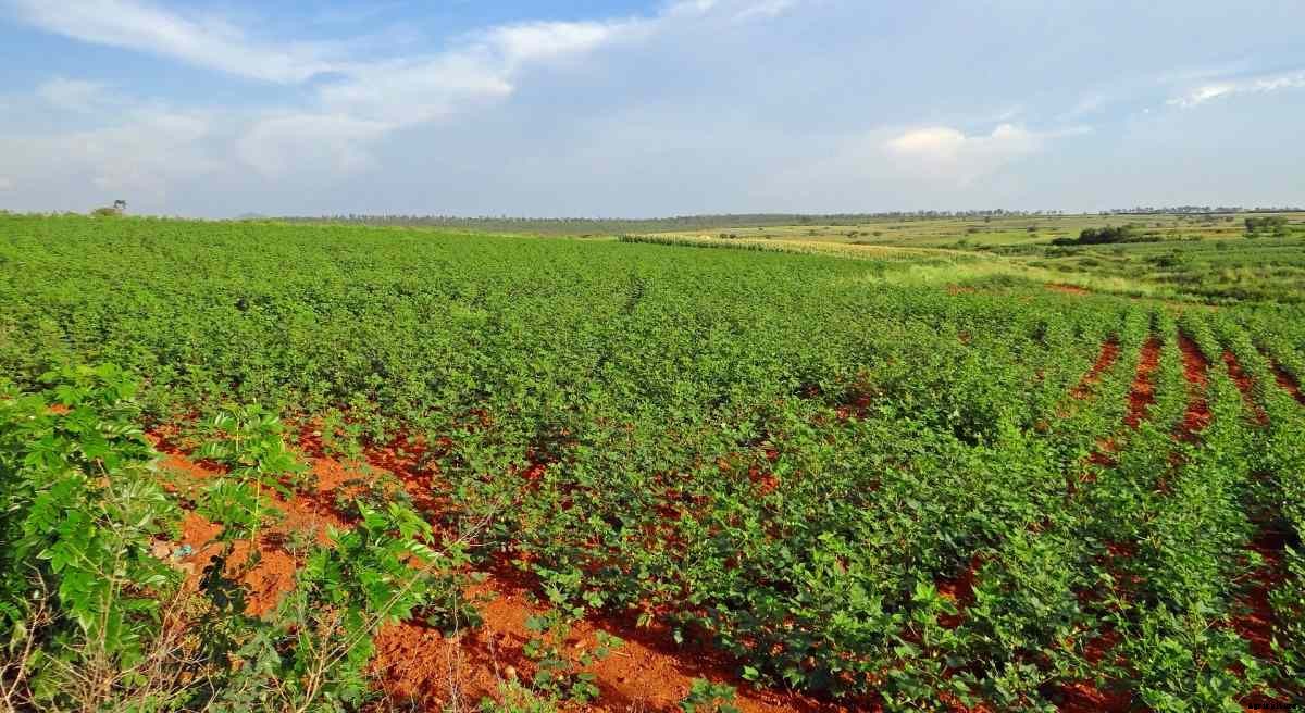 Crops Suitable for Red Soil – A Full Guide