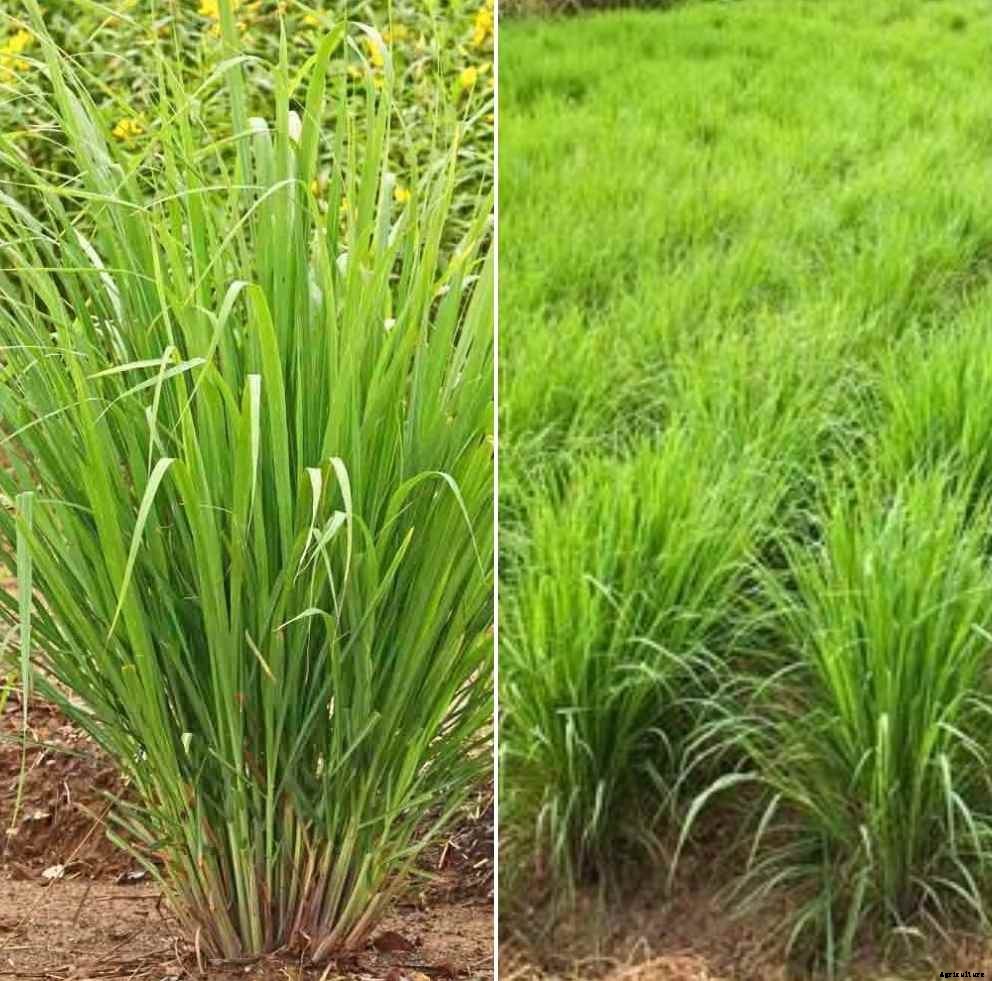 Lemongrass Farming Business Plan for Dummies