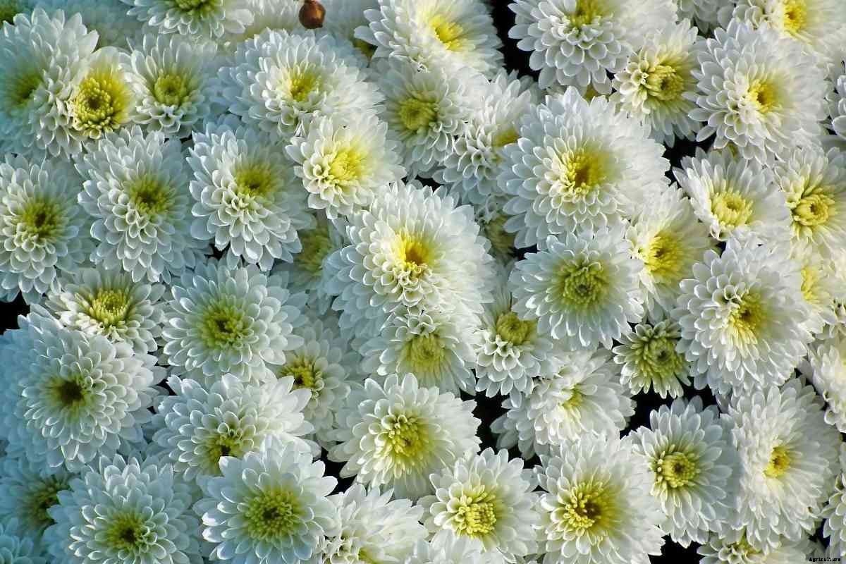 High Yield Flowers for Maximum Profits