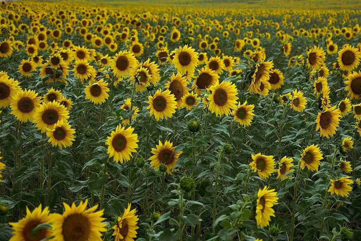 High Yield Flowers for Maximum Profits