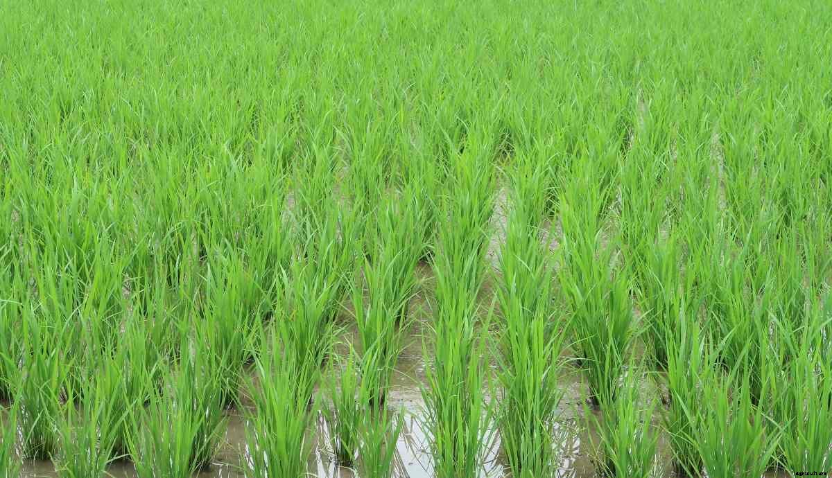 Organic Basmati Rice Farming Practices for Beginners