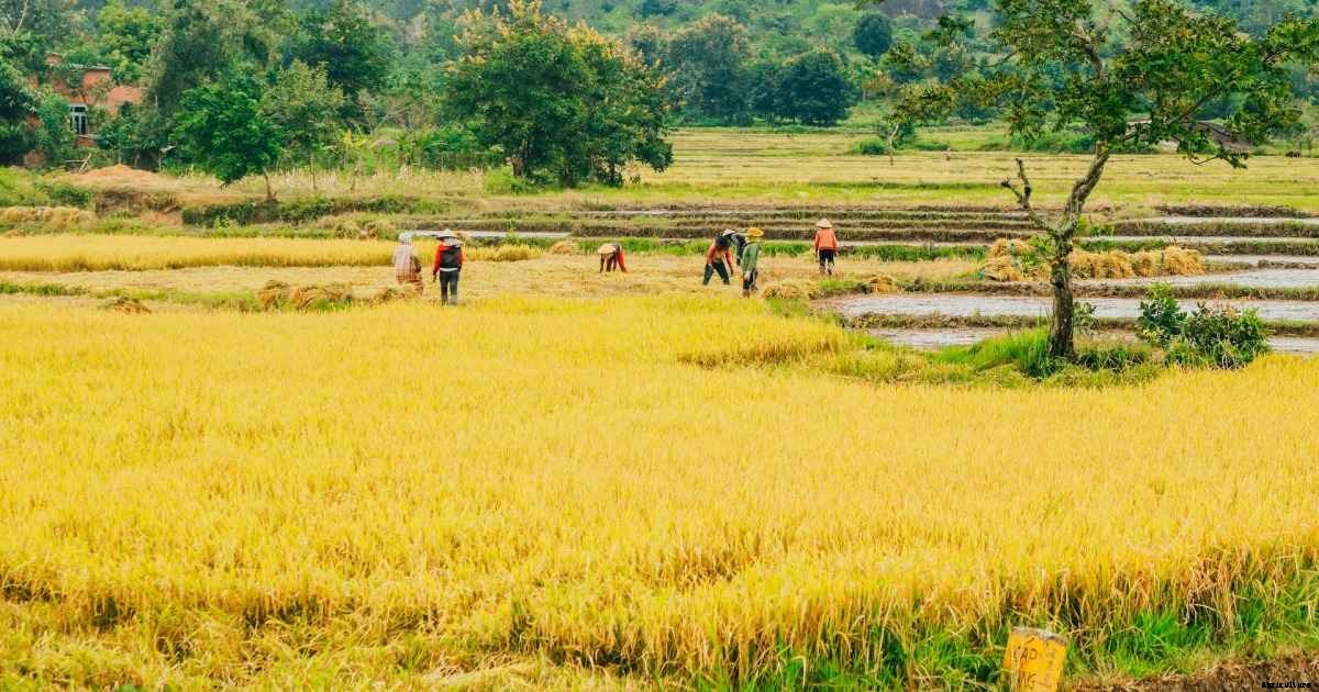 Organic Basmati Rice Farming Practices for Beginners