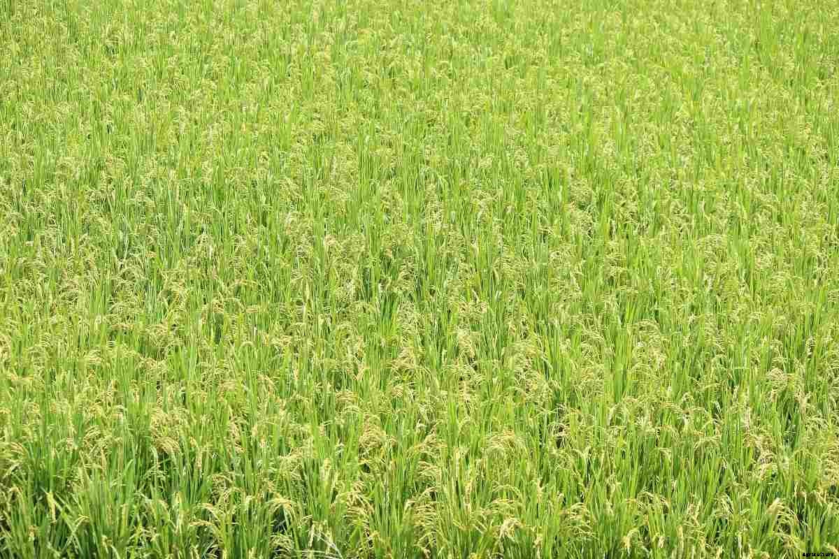 Organic Basmati Rice Farming Practices for Beginners