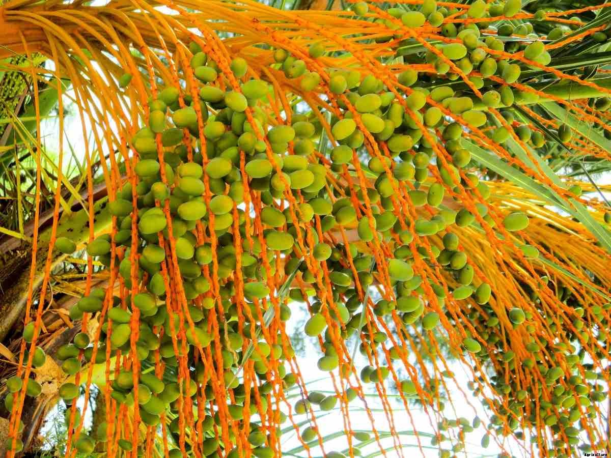 Date Palm Tissue Culture -A Beginners Guide