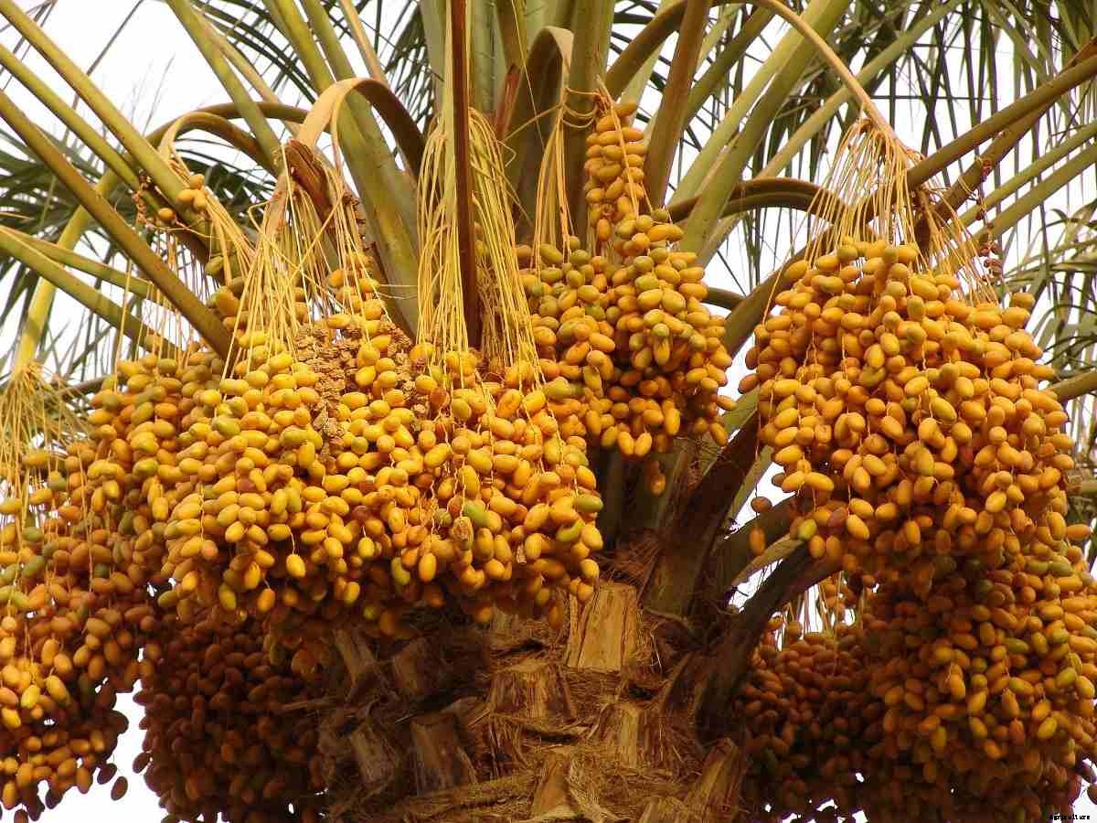 Date Palm Tissue Culture -A Beginners Guide