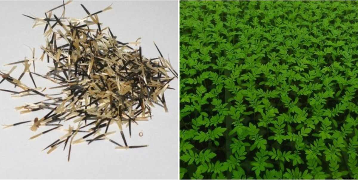 Marigold Seed Germination, Seed Rate, Planting