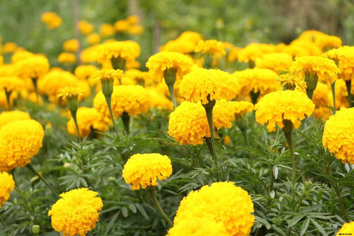 Marigold Seed Germination, Seed Rate, Planting