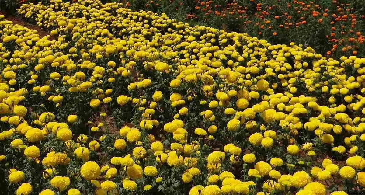 Marigold Seed Germination, Seed Rate, Planting