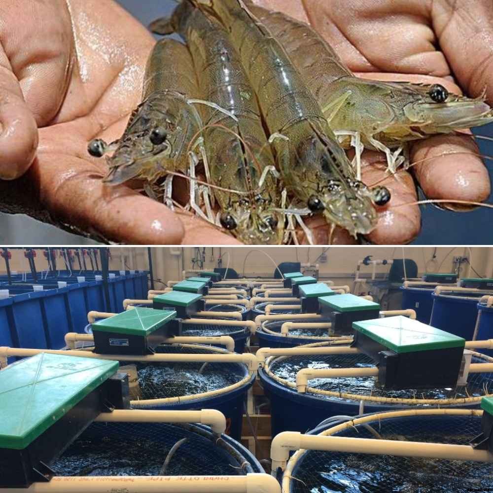 Shrimp RAS Farming in India – A Full Guide