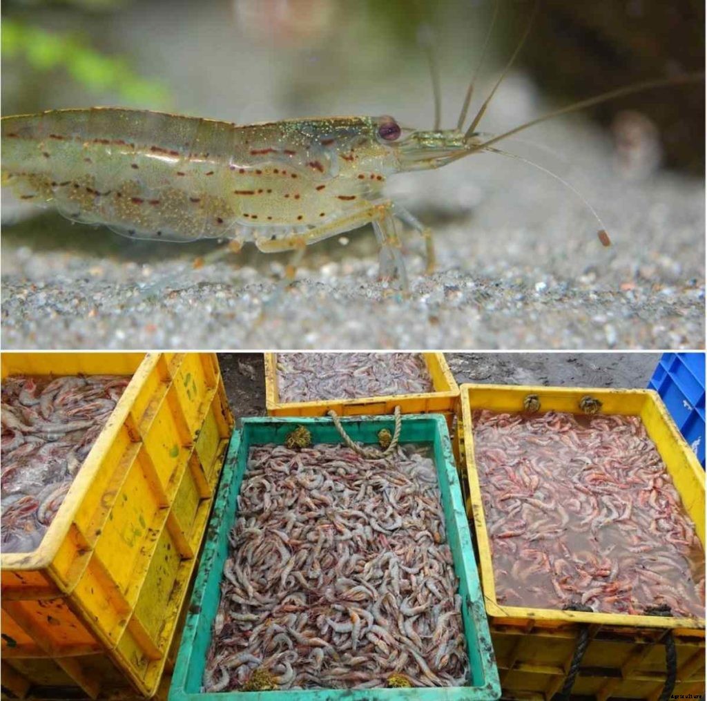 Shrimp Aquaculture in India – A Full Guide
