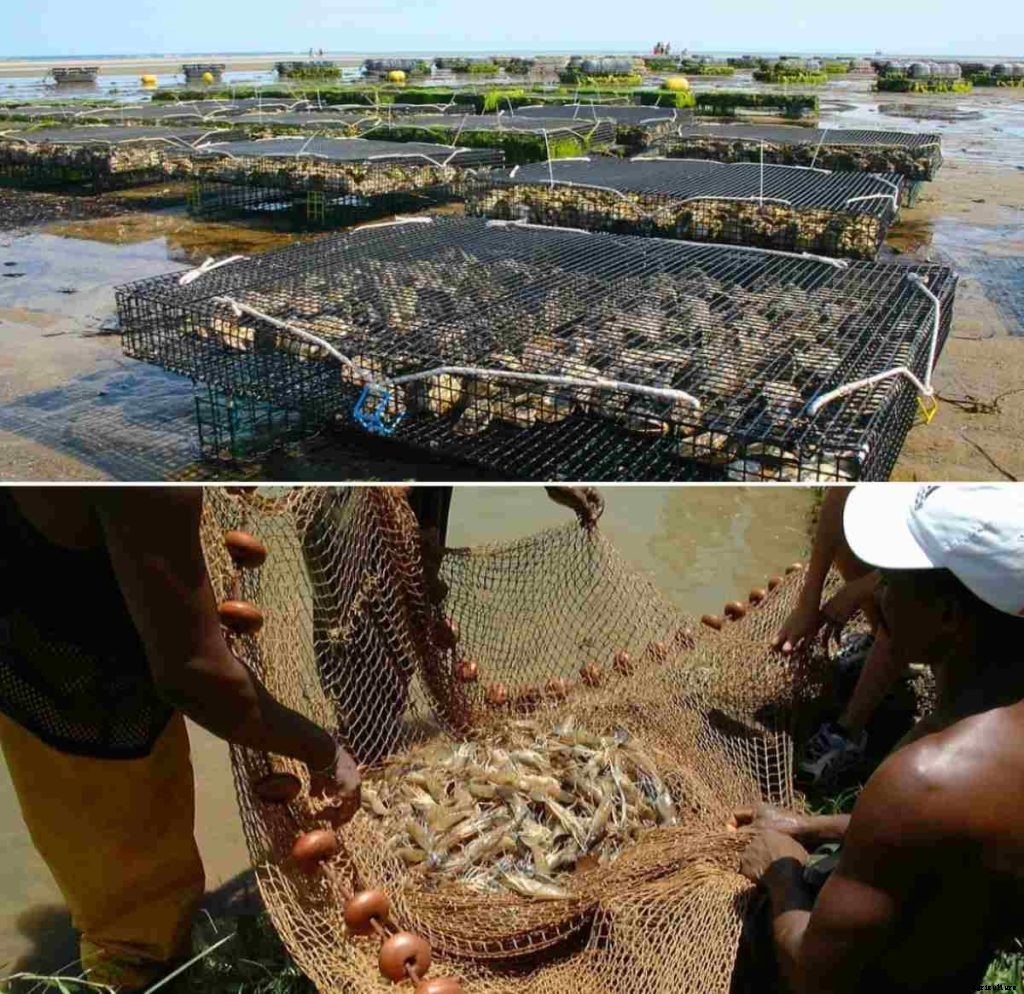 Aquaculture in India, Types of Aquaculture – A Full Guide