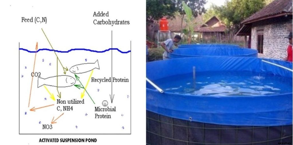 Biofloc Technology (BFT) In Aquaculture, India – A Full Guide