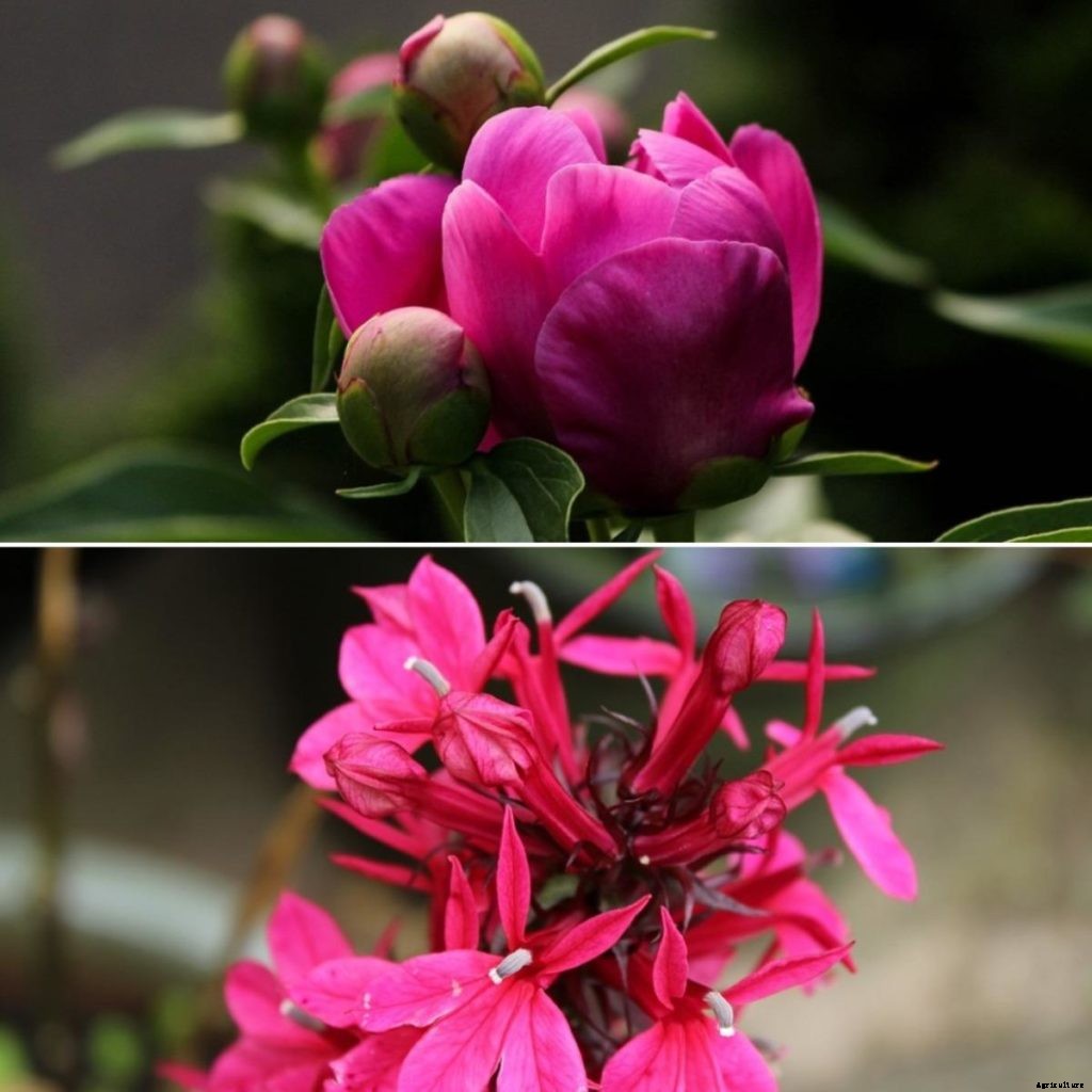 Annual and Perennial Difference – A Complete Guide