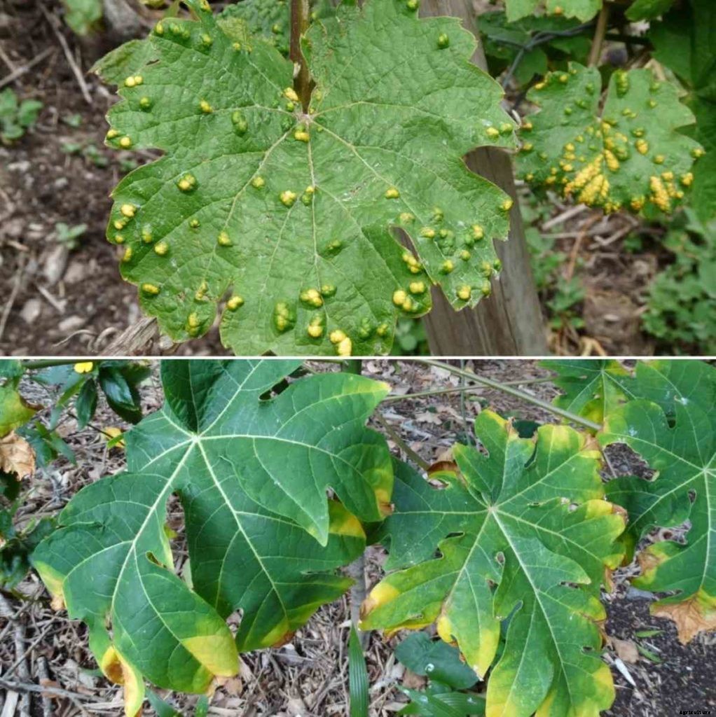 Nutrient Deficiency Symptoms in Plants – A Full Guide