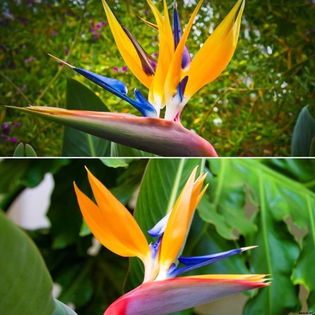 Bird of Paradise Flower Farming in India – A Full Guide