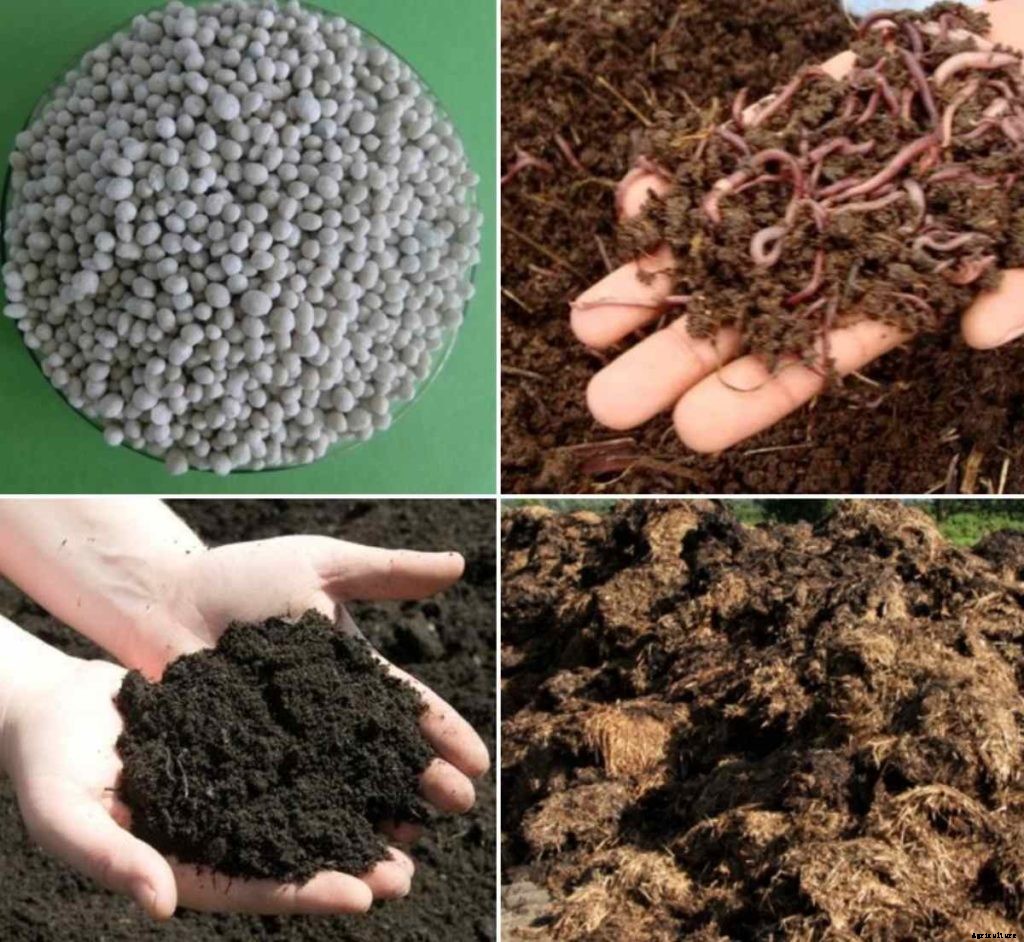 Difference Between Manure and Fertilizers – A Full Guide