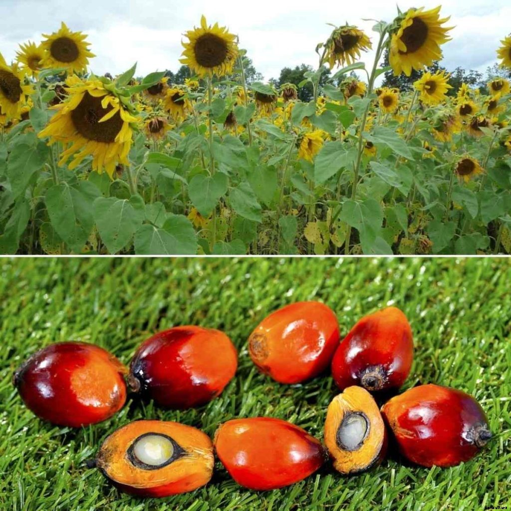 Oilseeds Farming In India – A Profitable Business