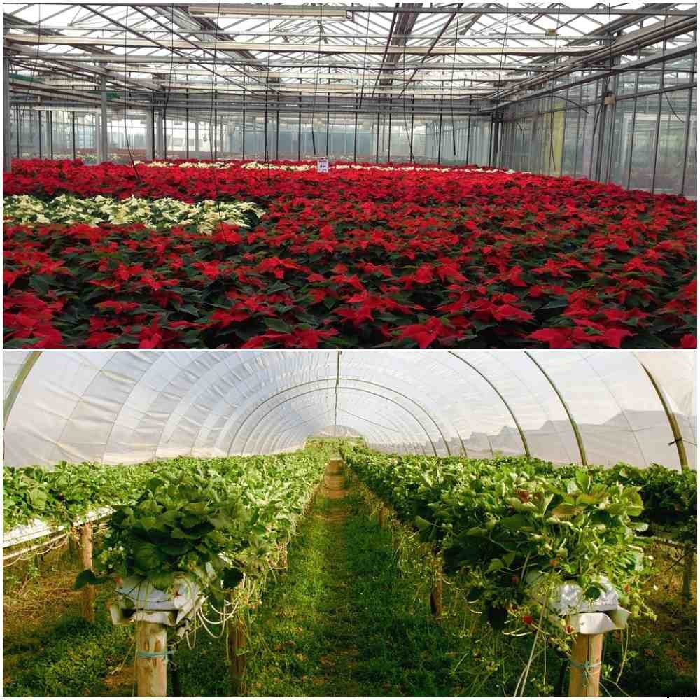 Greenhouse Agriculture in India – A Full Guide