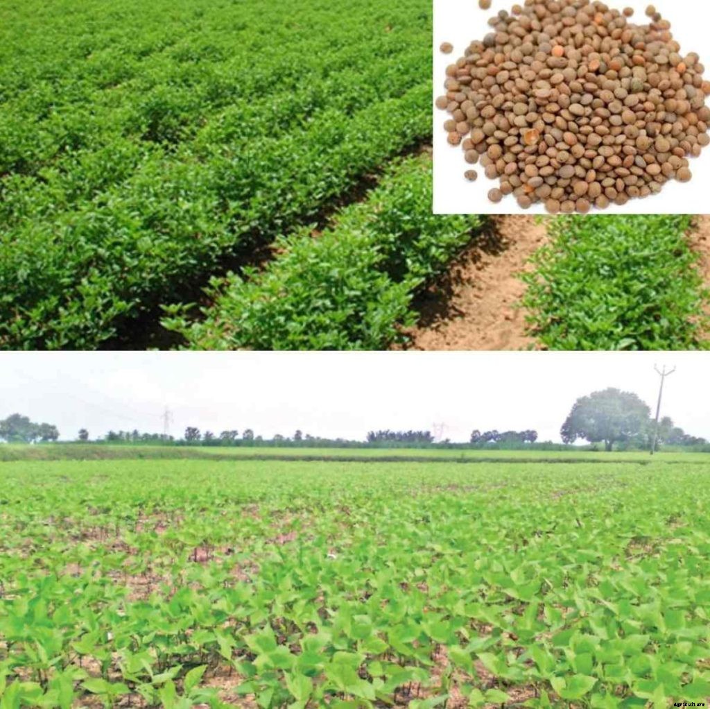 Lentil Cultivation Income, Profit, Cost, Project Report