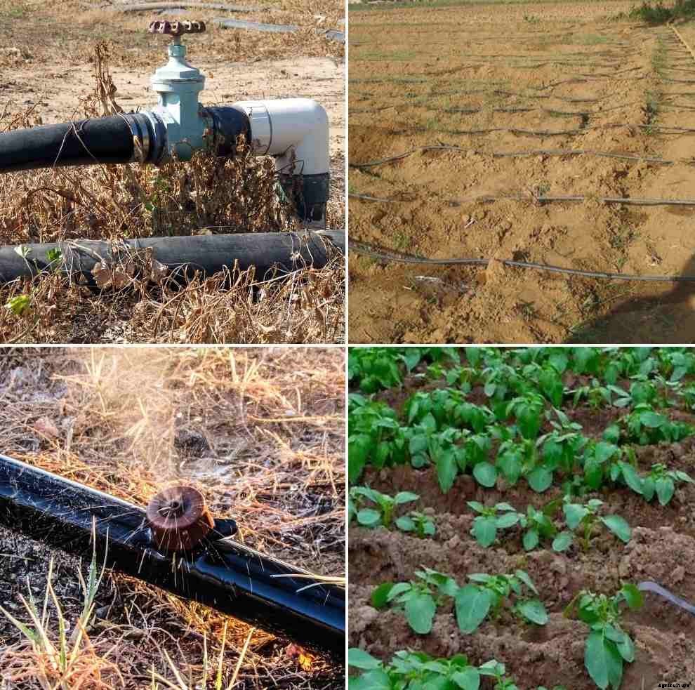 Micro irrigation in Telangana, Subsidies – A Full Guide