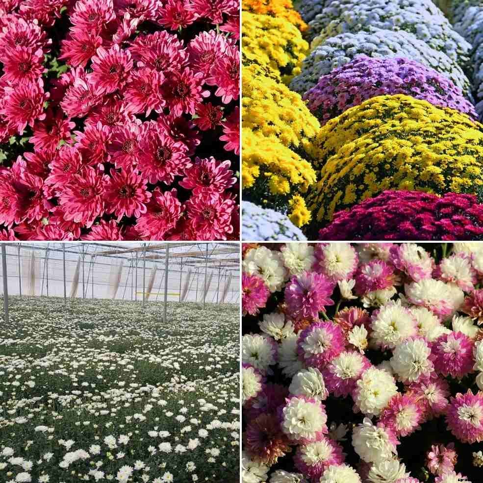 Chrysanthemum Farming in Polyhouse for Maximum Profits