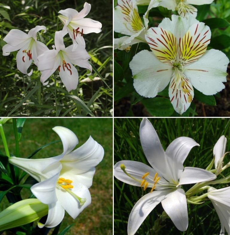 Lilium Farming in Polyhouse (Lily Flowers) for Profit