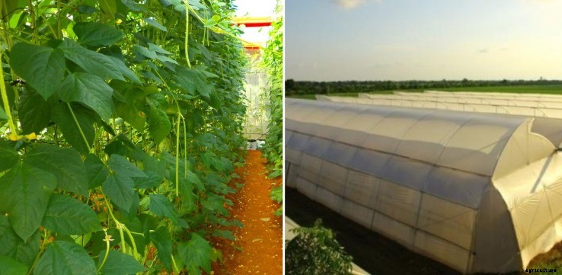 Polyhouse Farming Advantages and Disadvantages