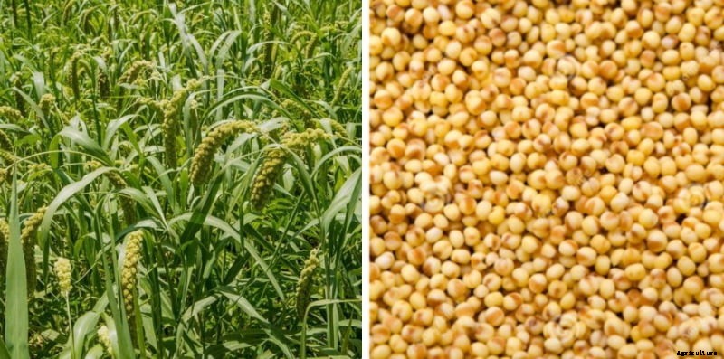Foxtail Millet Cultivation Income, Yield, Project Report