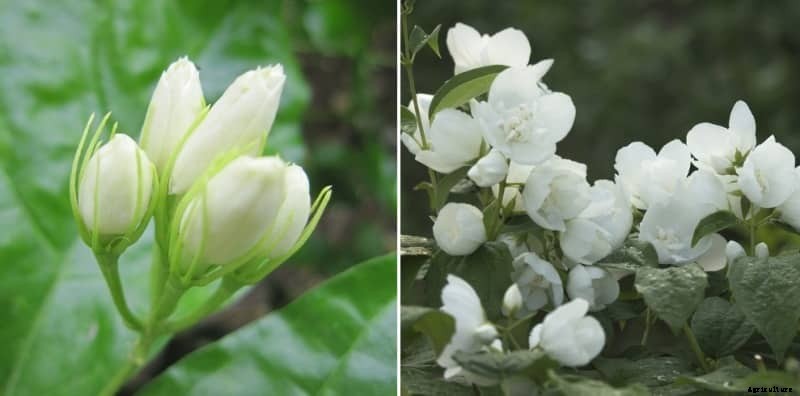 Jasmine Farming in Polyhouse (Chameli) for Profit