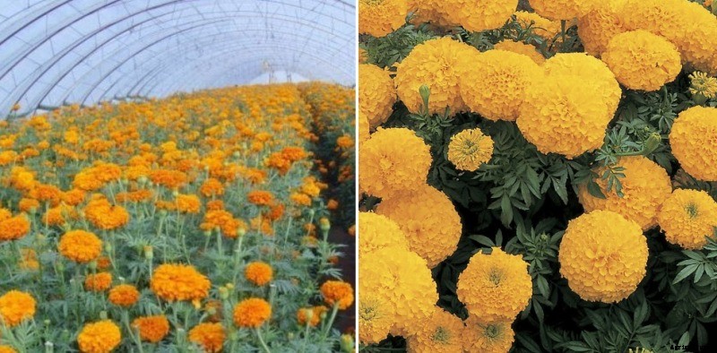 Marigold Farming in Polyhouse for Maximum Profits