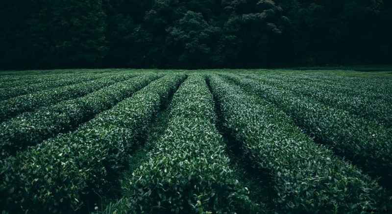 Zero Tillage Farming Advantages (No-Tillage Agriculture)