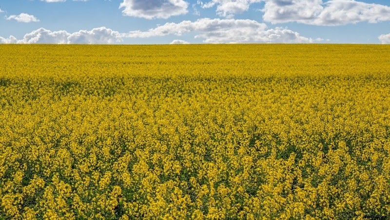 Zero Tillage Farming Advantages (No-Tillage Agriculture)