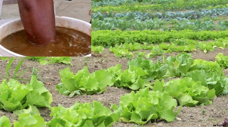 Natural Pesticides Preparation; Application for Field Crops