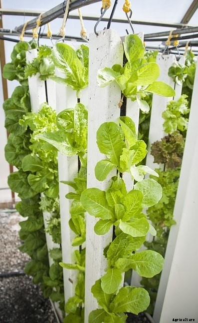 Profitable Crops for Vertical Farming – A Full Guide