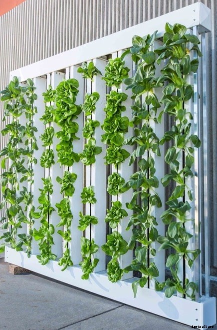 Profitable Crops for Vertical Farming – A Full Guide